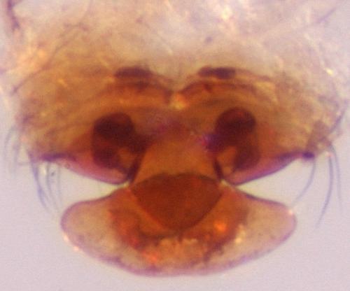 Lepthyphantes yueluensis